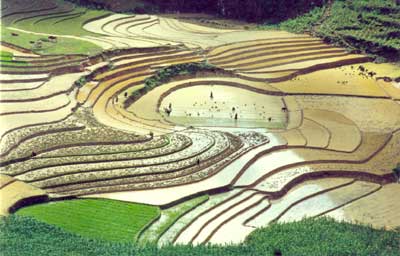 Hình ảnh Ruộng bậc thang ở Hoàng Su Phi - Hà Giang