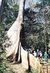 Hình bài viết Night Safari… Cát Tiên: bao giờ?