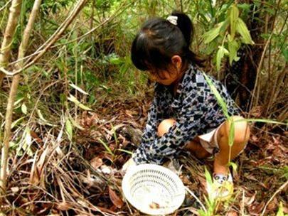 Hình bài viết Mùa nấm tràm Phú Quốc