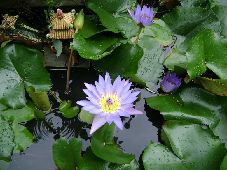 Hình ảnh Nét đẹp hoa súng - Huế - Huế