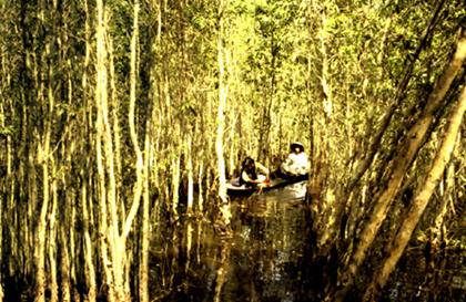 Hình ảnh Rừng U Minh - Cà Mau