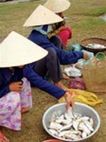 Hình bài viết Lên đập ăn cá mòi