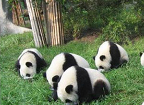 Hình ảnh 84e01b7e5a76de9772f1b03d265446a6 - Thị trấn gấu trúc