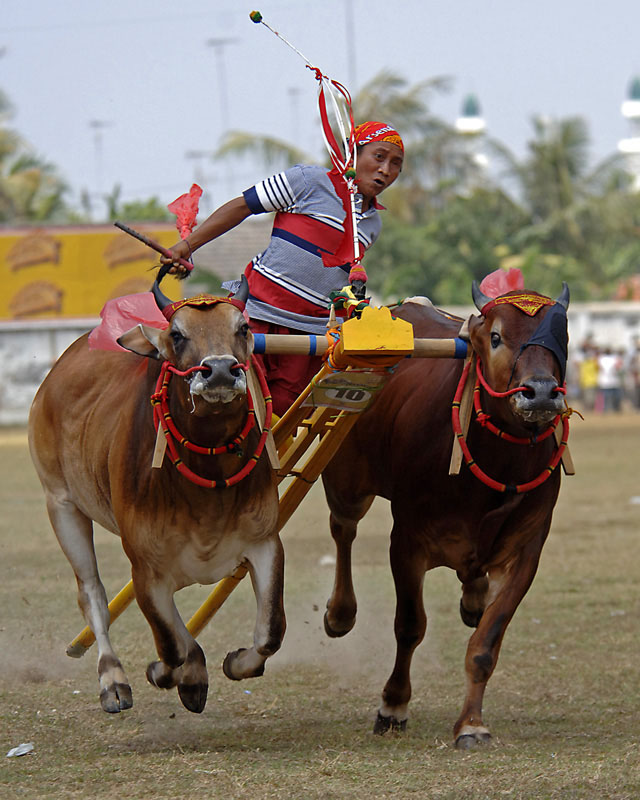 Hình ảnh madura_133 - Đua bò ờ Madura