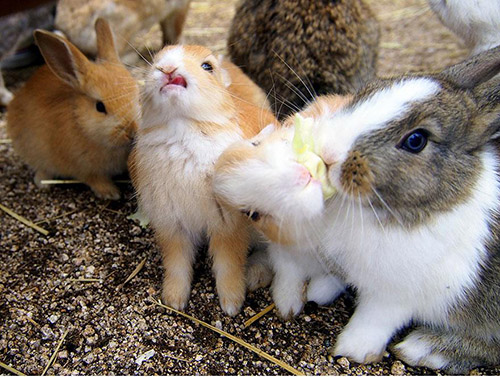 Hình bài viết "Cuộc chiến" cà rốt trên hòn đảo thỏ