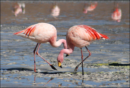 Hình bài viết Ngắm loài hồng hạc sải cánh trên hồ muối đỏ Laguna Colorada