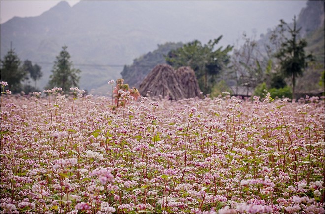 Hình bài viết Những con đường hoa đẹp mộng mơ của Việt Nam