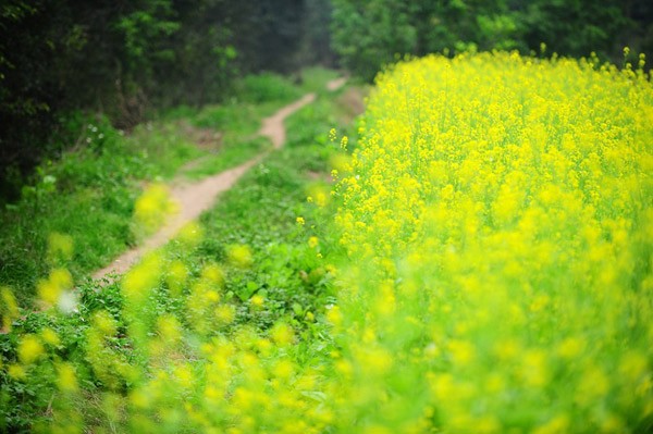 Hình bài viết Lịch trình của những mùa hoa đẹp nhất Việt Nam