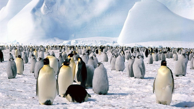 Hình bài viết Thăm vương quốc của loài chim cánh cụt