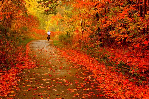 Hình bài viết Mùa lá đỏ tuyệt đẹp ở Nhật Bản