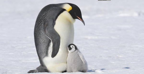 Hình bài viết Những chú chin cánh cụt vui nhôn