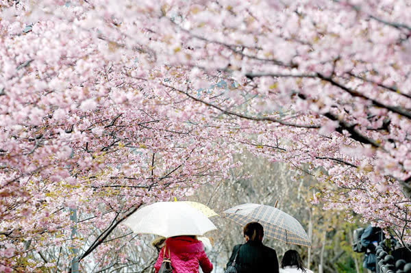 Hình bài viết Tháng 4: Đến Nhật ngắm hoa anh đòa đúng điệu.