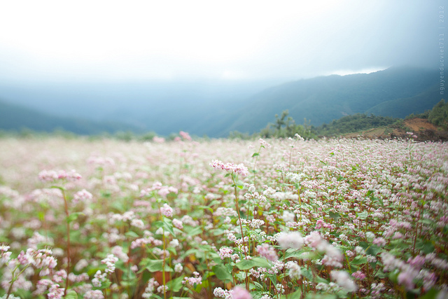 Hình bài viết Lạc giữa thung lũng hoa trắng ở Lạng Sơn
