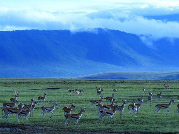 Hình bài viết Dạo chơi thiên đường Ngorongoro