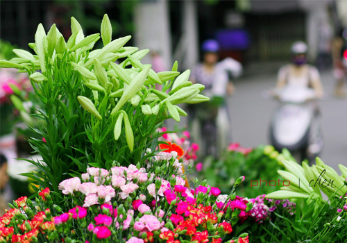 Hình bài viết Ngắm hoa loa kèn trên phố Sài Gòn