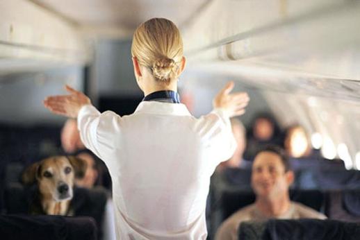 Hình bài viết Những tình huống dở khóc dở cười của hiếp viên hàng không