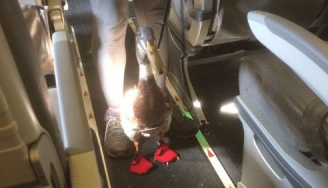 Hình bài viết Vịt đi giày, đóng bỉm xuất hiện trên máy bay