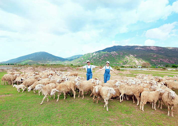 Hình bài viết Đồng cừu Suối Nghệ điểm đến thú vị ở Bà Rịa