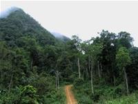 Hình bài viết Khám phá rừng quốc gia Xuân Sơn