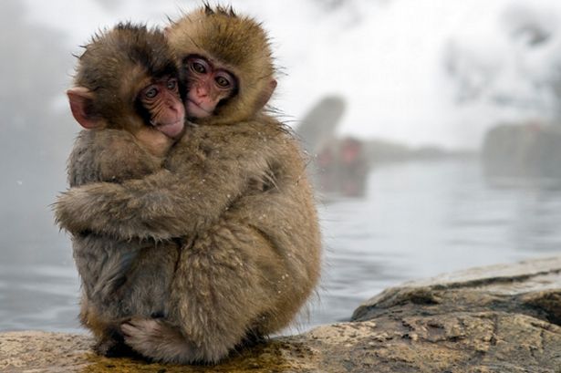 Hình bài viết Nhật Bản tiêu hủy khỉ tuyết vì không mang gen thuần chủng