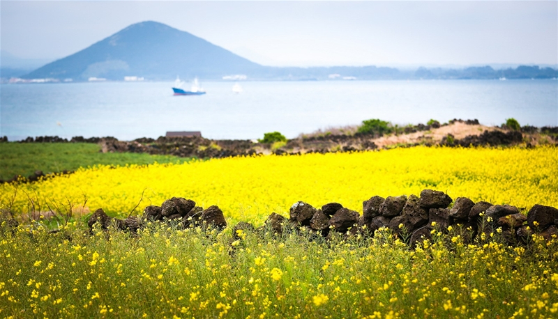 Hình bài viết Khám phá Jeju - hòn đảo thiên đường- P2