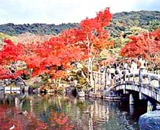 Hình bài viết Đến Kyoto thưởng ngoạn mùa lá đỏ
