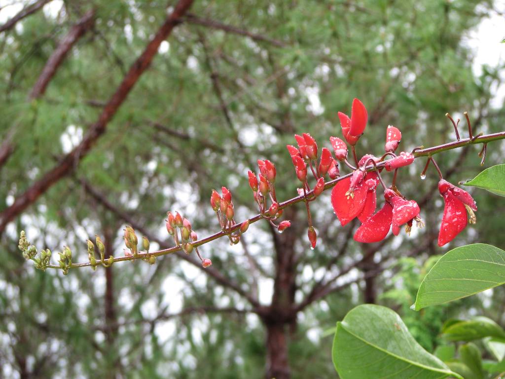 Hình ảnh Ban Mai - Vườn hoa Đà Lạt