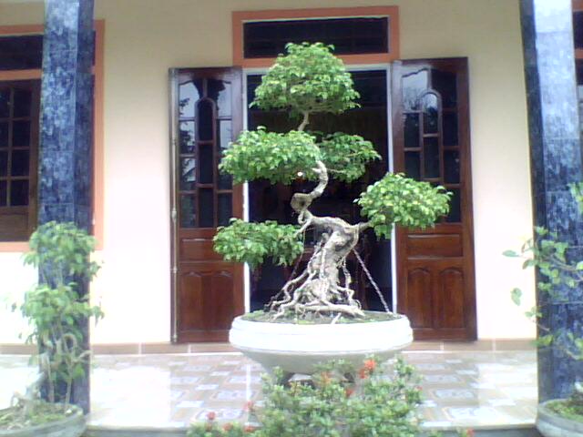Hình ảnh bonsai vanhienpc - Việt Nam