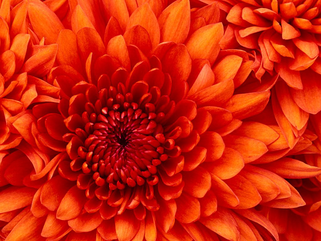 Hình ảnh Chrysanthemum - Đà Nẵng