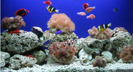 Hình ảnh Các loài cá được nuôi ở Viện hải dương học - Viện Hải Dương Học