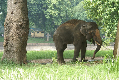 Hình ảnh Con voi trong cong vien - by TRIDN FPT.jpg - Công viên Thủ Lệ