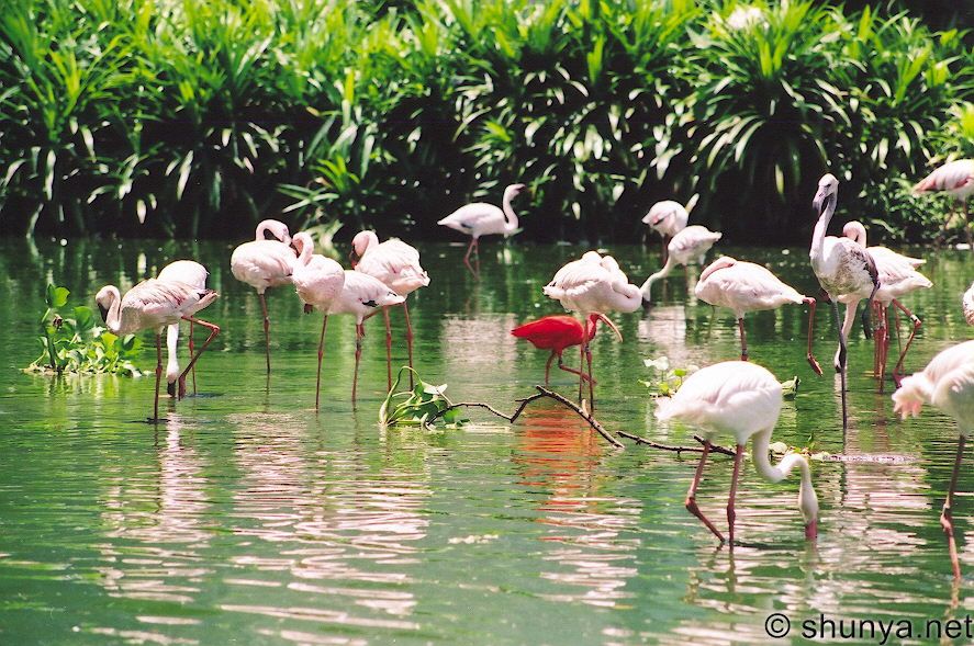 Hình ảnh Jurong bird Park 2 By Google.jpg - Vườn chim Jurong