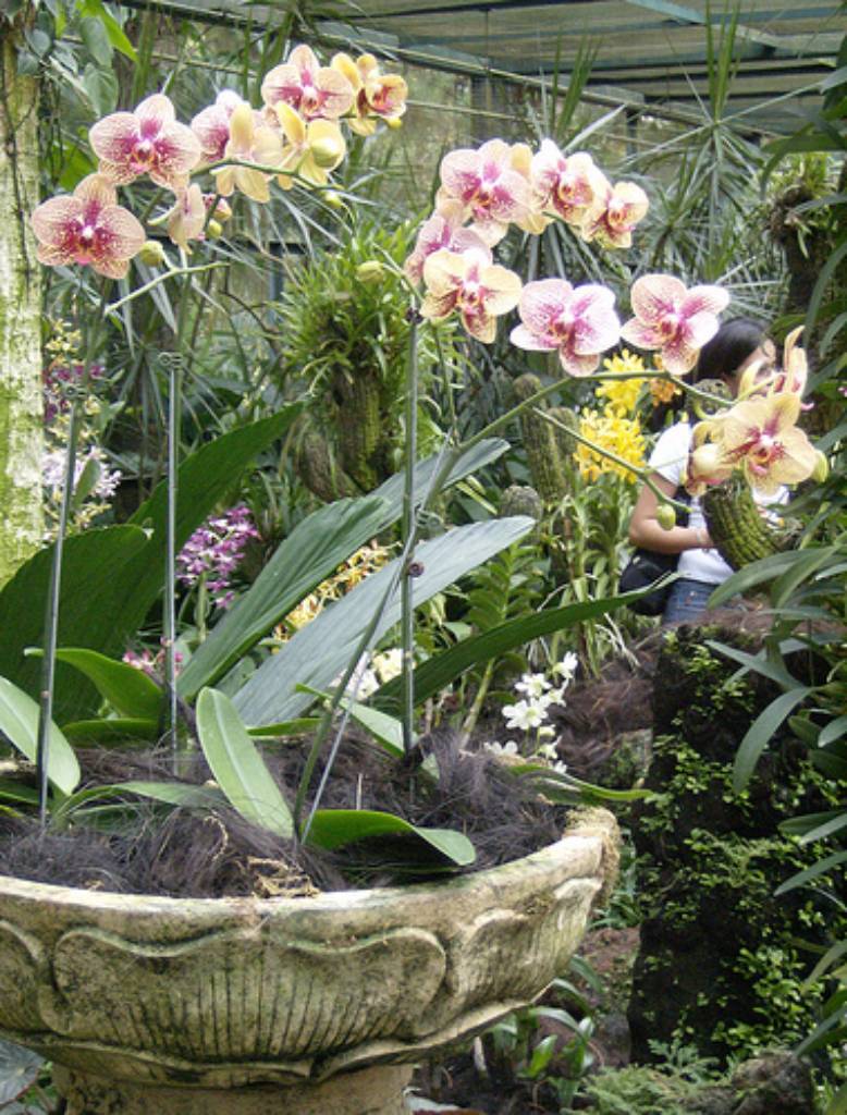 Hình ảnh National Orchid Garden 1 By  sftrajan