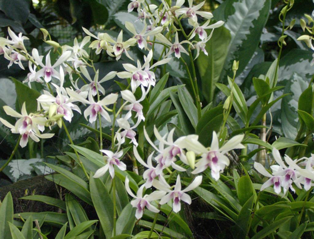 Hình ảnh National Orchid Garden By sftrajan