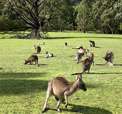 Hình ảnh Kangaroo trong cong vien.jpg - Úc