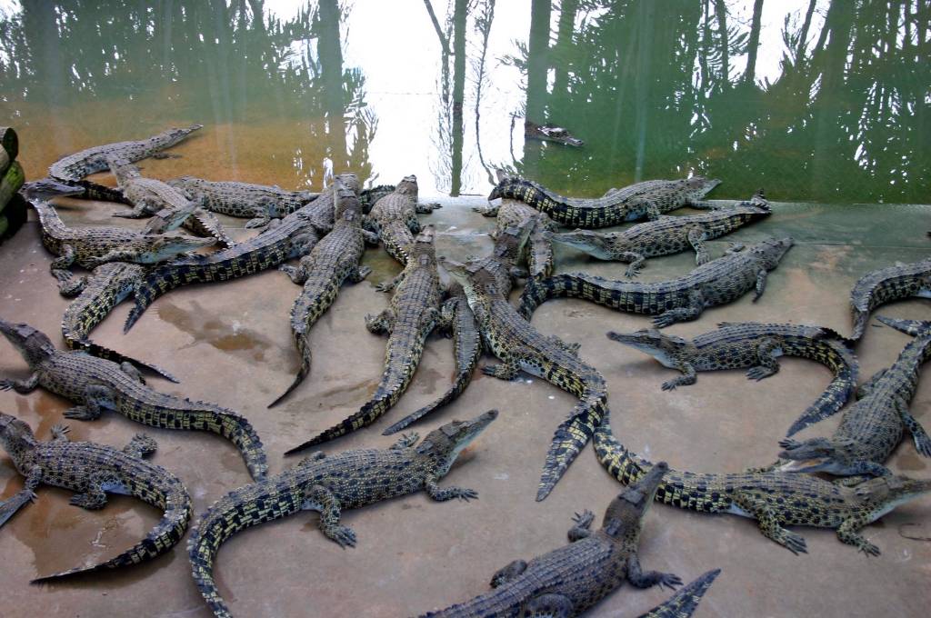 Hình ảnh IMG_1541_bearbeitet-1.jpg - Công viên Crocodylus