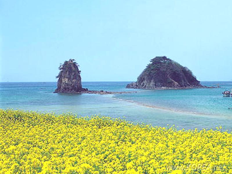 Hình ảnh Đồng hoa sát bờ biễn Jeju - Jeju