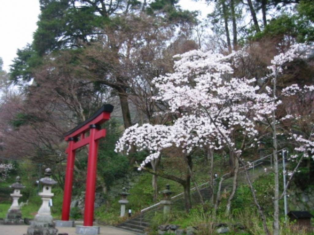 Hình ảnh Một điểm du lịch tại Nhật vào mùa anh đào nở - Nhật Bản