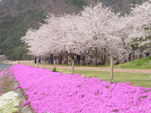 Hình ảnh Hoa anh đào nở trắng cây - Nhật Bản