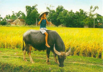 Hình ảnh Đồng tử chăn trâu - Việt Nam