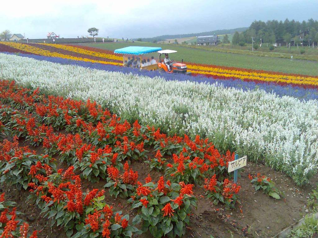 Hình ảnh Một cánh đồng hoa tại Hokkaido - Hokkaido