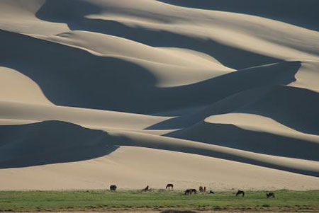 Hình ảnh Thảo nguyên tiếp giác xa mạc gobi - Sa mạc Gobi