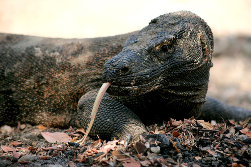 Hình ảnh Thằn lằn tại vườn - Vườn quốc gia Komodo