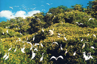 Hình ảnh Sân chim Ngọc Hiển 3 - Sân chim Ngọc Hiển