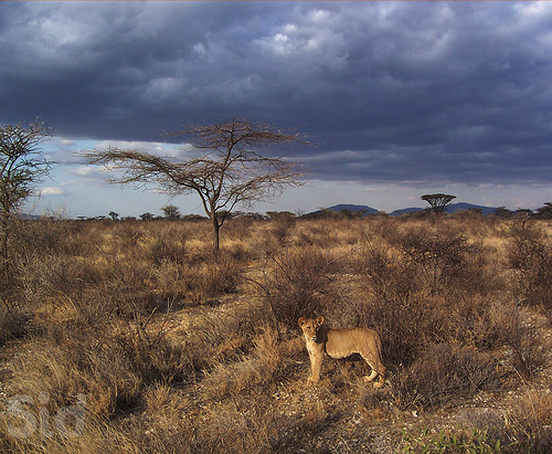 Hình ảnh Kenya 2 - Kenya