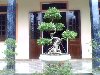 Hình ảnh bonsai vanhienpc - Việt Nam