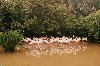 Hình ảnh Jurong bird Park 8 By Google.jpg - Vườn chim Jurong