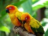 Hình ảnh 3Jurong bird Park 5 By Google.jpg - Vườn chim Jurong