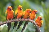 Hình ảnh Jurong bird Park 1 By Google.jpg - Vườn chim Jurong