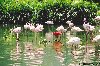 Hình ảnh Jurong bird Park 2 By Google.jpg - Vườn chim Jurong